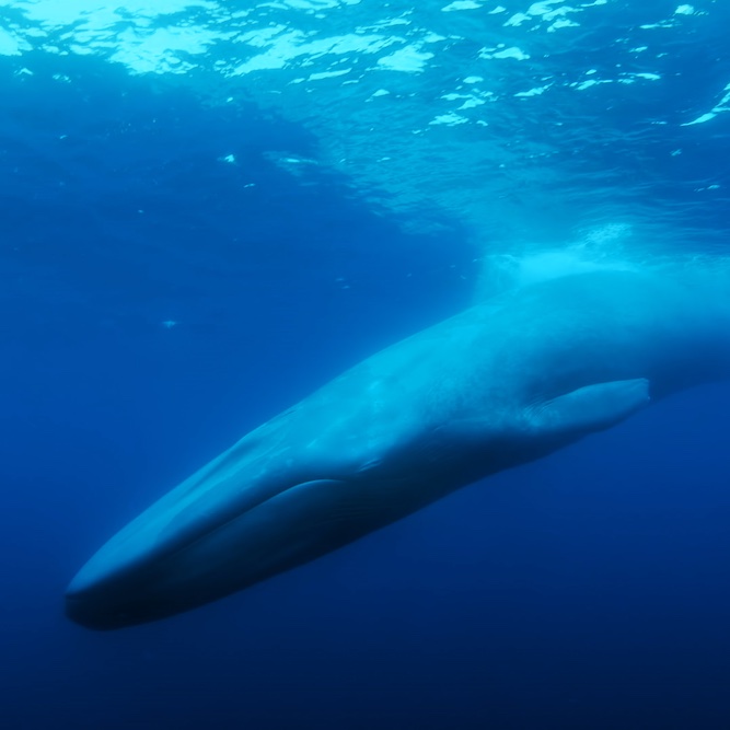 The Lonliest Whale